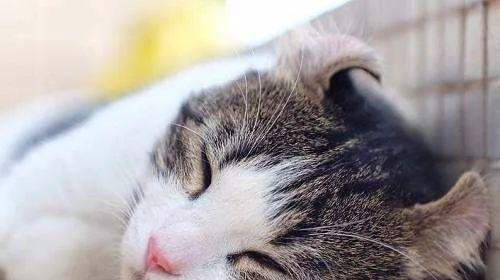 小猫喘粗气是什么原因？如何判断和处理？
