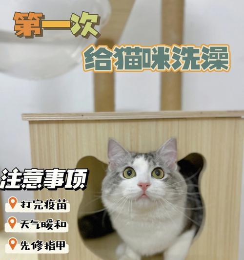 小猫打疫苗后多久能洗澡？需要注意什么？