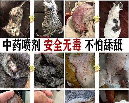 小猫皮肤病会传染给人吗？如何预防和治疗？