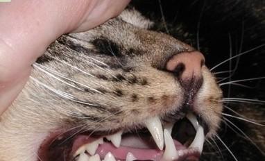 小猫牙齿断裂会致命吗？如何处理？