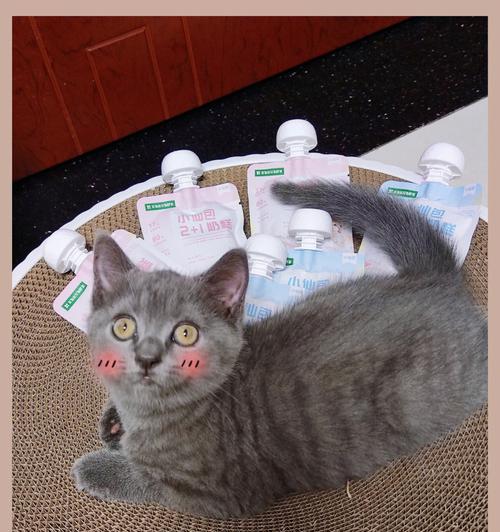 小猫断奶奶糕怎么吃？喂食小猫断奶食品的正确方法是什么？