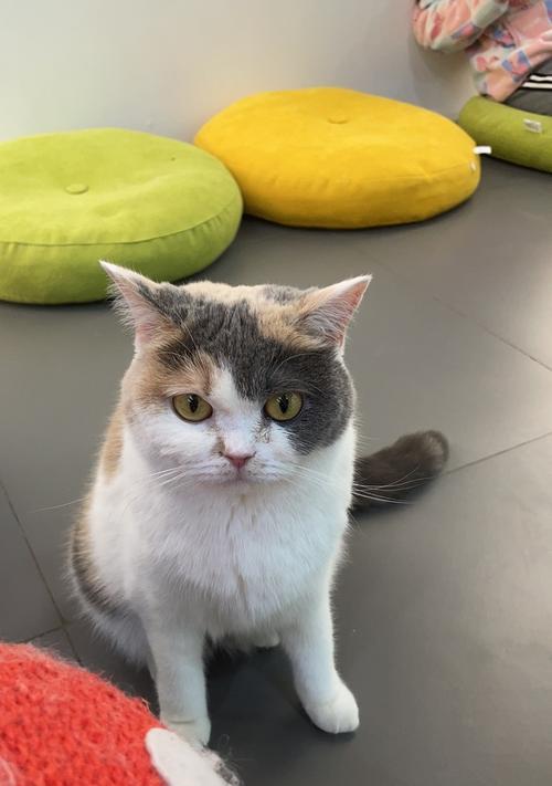 小猫哆嗦是怎么回事？常见原因及应对措施是什么？