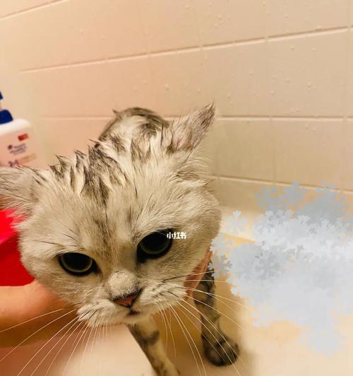 小猫多久能适应洗澡？适应洗澡的正确步骤是什么？
