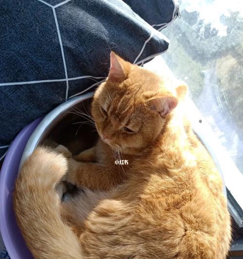 小猫多久能适应洗澡？适应洗澡的正确步骤是什么？