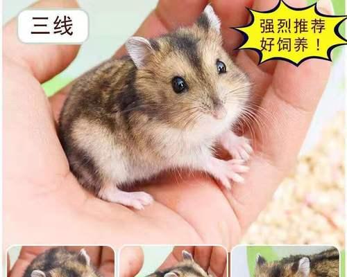 小猫和仓鼠图片大全在哪里找？如何下载高清无水印图片？