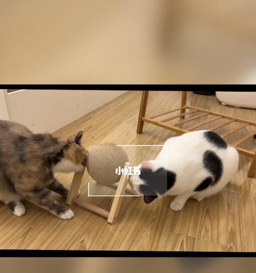 小猫只撒尿不拉屎是什么原因？如何解决？