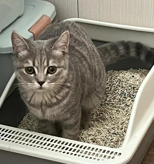小猫只撒尿不拉屎是什么原因？如何解决？
