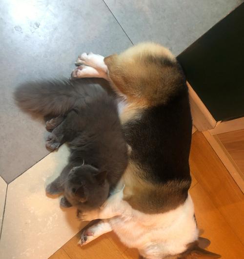 小猫只撒尿不拉屎是什么原因？如何解决？