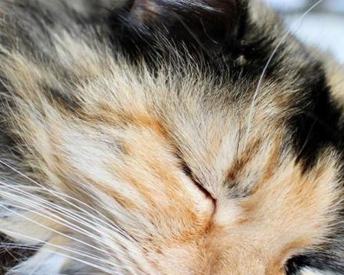 小猫紧张抽搐的表现是什么？如何缓解宠物的紧张情绪？