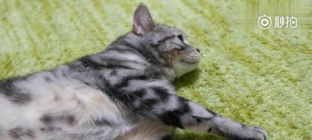 小猫紧张抽搐的表现是什么？如何缓解宠物的紧张情绪？