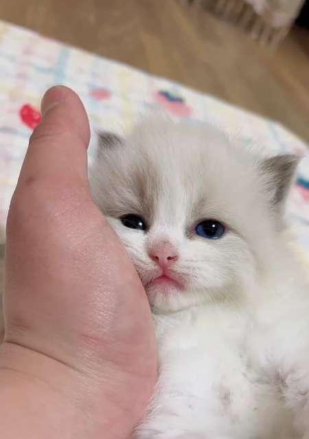 小猫能喝鲜牛奶吗？鲜牛奶对小猫的健康影响是什么？