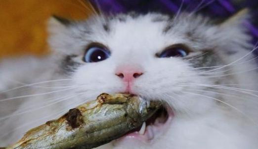 小猫拉稀能喝酸奶吗？对猫咪健康有何影响？