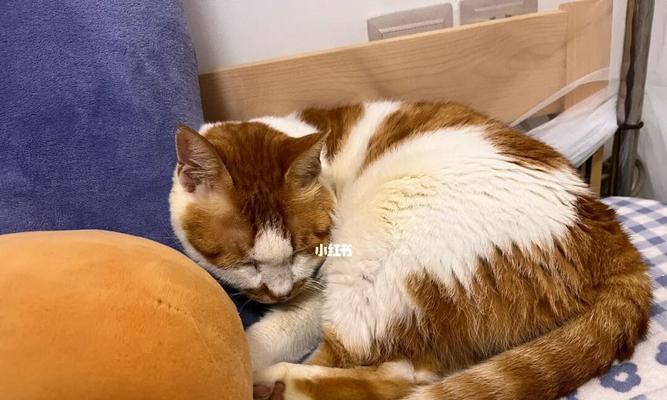 小猫冷到会得什么病？如何预防和治疗？