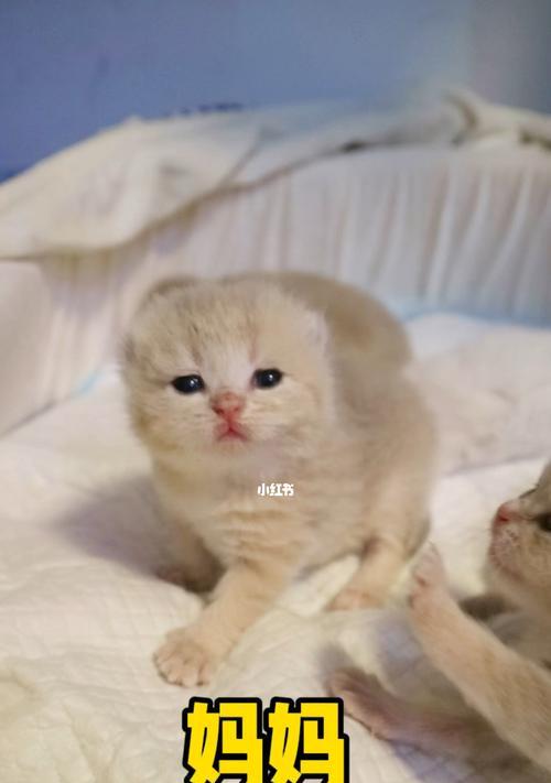 小猫冷到会得什么病？如何预防和治疗？