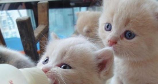 小猫没精神应该吃什么药？常见症状及处理方法是什么？