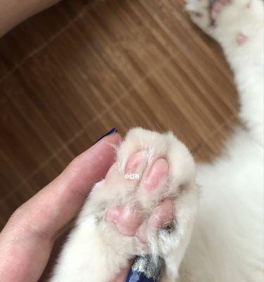 小猫屁股烂了怎么办？如何进行家庭护理和治疗？