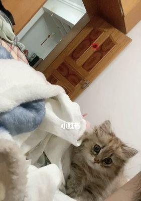 小猫频繁踩奶怎么办？如何正确处理？