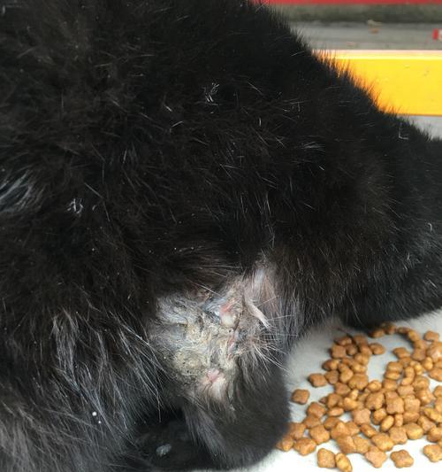 小猫摔到腿了怎么办？如何进行紧急处理和后续护理？