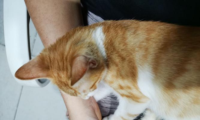 小猫摔到腿了怎么办？如何进行紧急处理和后续护理？