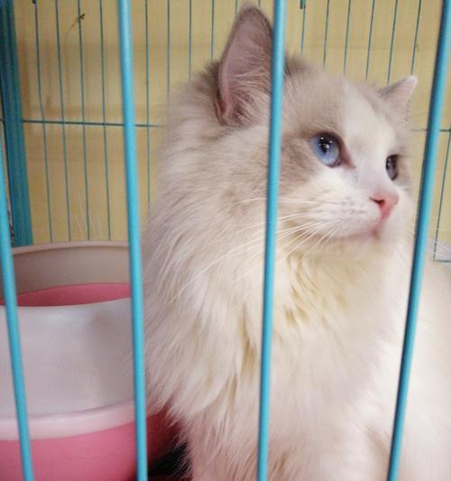 小猫送到宠物店养大需要多久？如何确保健康成长？
