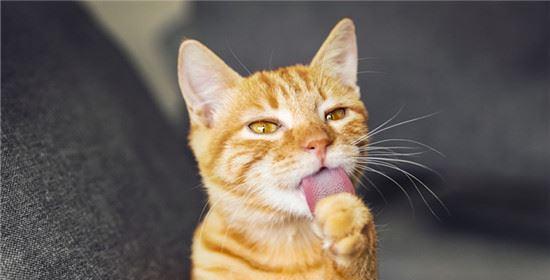 小猫特别能吃怎么办？如何判断是否为健康饮食习惯？