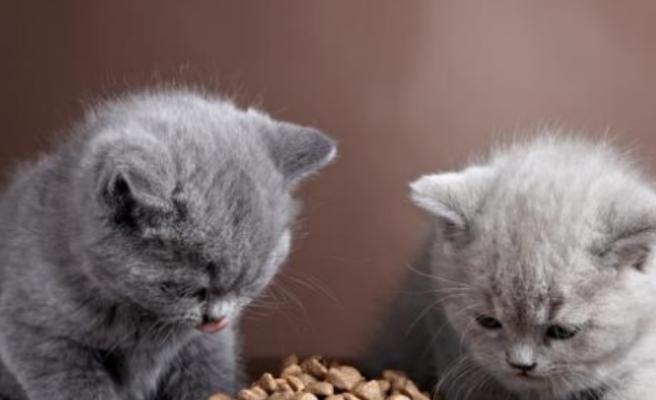 小猫特别能吃怎么办？如何判断是否为健康饮食习惯？
