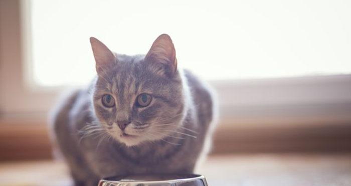 小猫特别能吃怎么办？如何判断是否为健康饮食习惯？