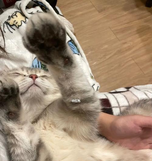 小猫突然跑过来抓人是怎么回事？如何防止被猫抓伤？