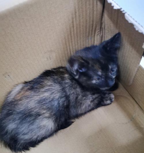 小猫突然跑过来抓人是怎么回事？如何防止被猫抓伤？