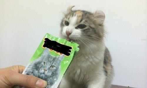 小猫吐黄水时应该吃什么药？如何正确处理？