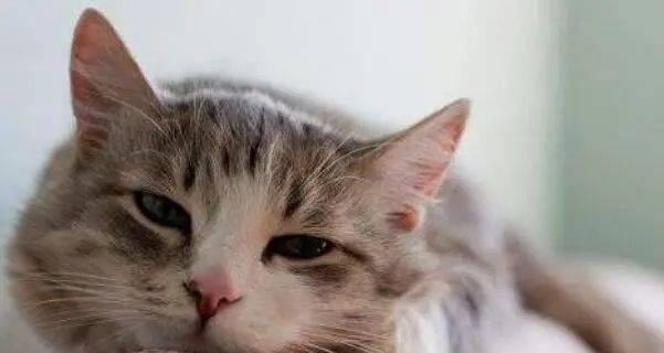 小猫吐毛球需要持续几天？如何帮助猫咪缓解不适？