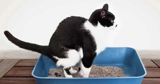 小猫玩屎是什么东西？这种行为背后的原因是什么？