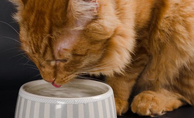 小猫玩屎是什么东西？这种行为背后的原因是什么？