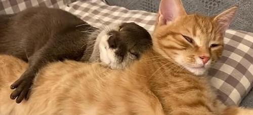 小猫晚上睡觉应该放在哪里？安全舒适的睡眠环境如何打造？