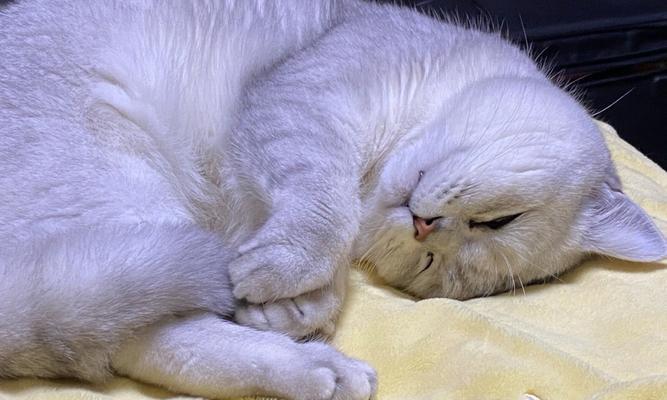 小猫晚上睡觉应该放在哪里？安全舒适的睡眠环境如何打造？