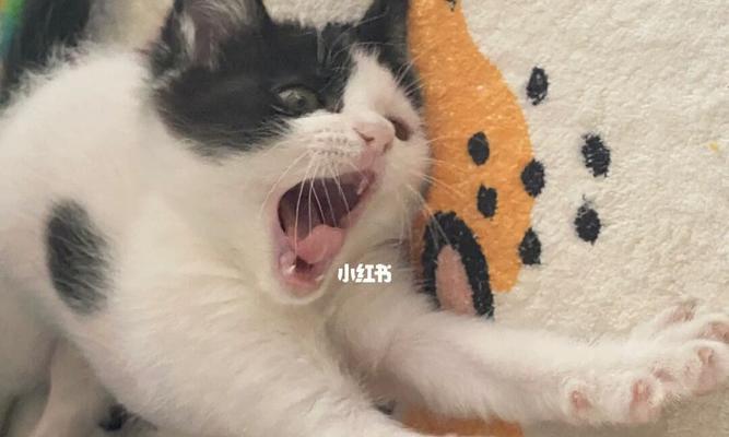 小猫打呼噜的原因是什么？如何判断是否正常？