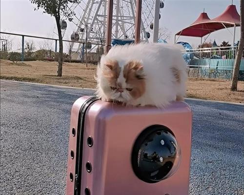 小猫见人就捉的原因是什么？如何正确与小猫互动？