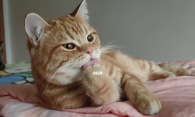 小猫为什么喜欢舔手？这是猫咪表达亲昵的方式吗？