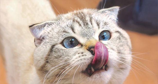 小猫为什么喜欢舔手？这是猫咪表达亲昵的方式吗？