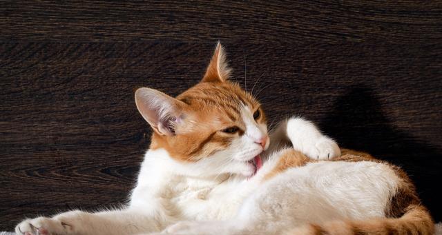 小猫为什么喜欢舔手？这是猫咪表达亲昵的方式吗？