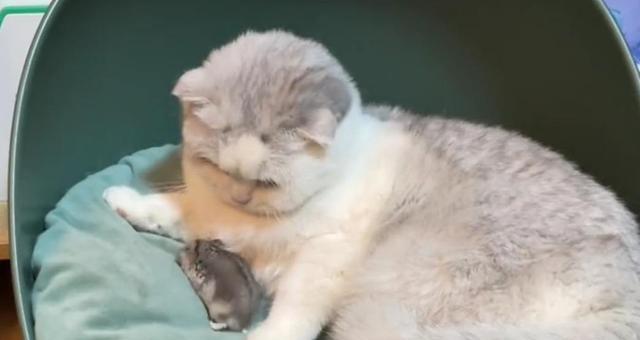 小猫一直舔我是什么意思？如何正确应对？