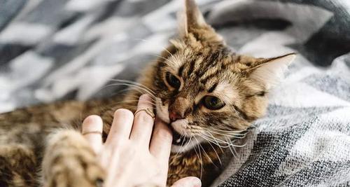 小猫一直舔我是什么意思？如何正确应对？