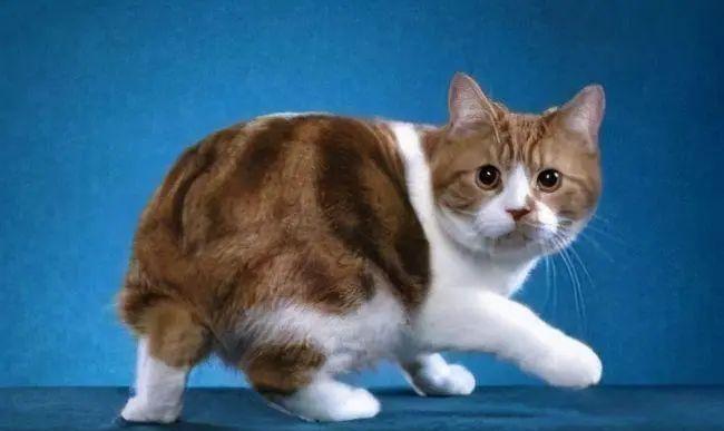 小猫尾巴很脏怎么办？如何有效清洁并预防？