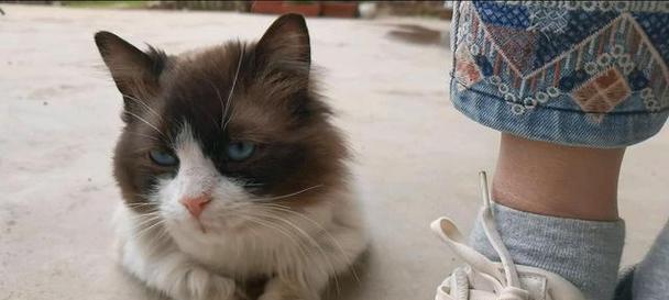 小猫尾巴很脏怎么办？如何有效清洁并预防？