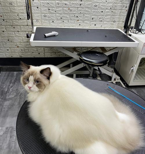 小猫尾巴很脏怎么办？如何有效清洁并预防？