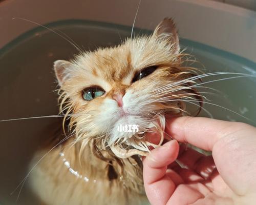 小猫洗澡后怎么处理？如何正确为小猫吹干毛发？