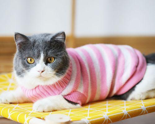 小猫夏天需要保暖吗？如何判断和采取措施？