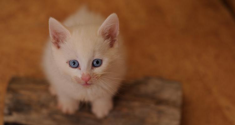 小猫先天不足是什么原因造成的？如何预防和处理？