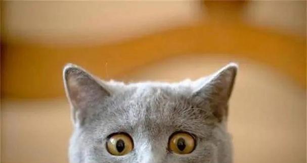 小猫先天不足是什么原因造成的？如何预防和处理？
