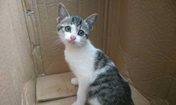 小猫先天不足是什么原因造成的？如何预防和处理？